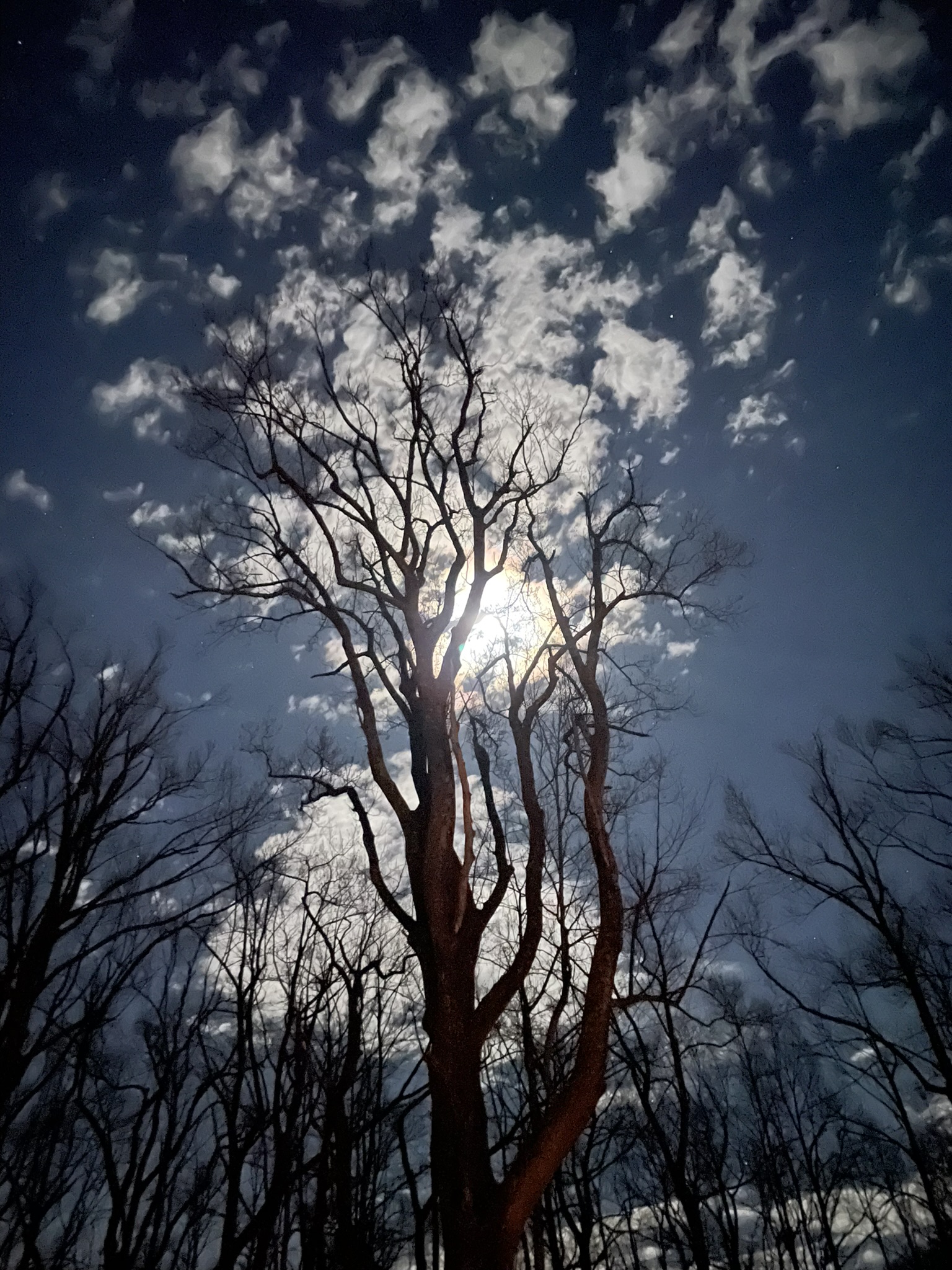 Night Sky & Forest photo 1